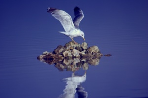 Jezero Bohinj